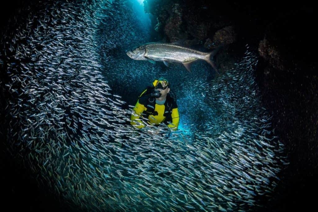 plongeur au milieu d'un banc de poissons