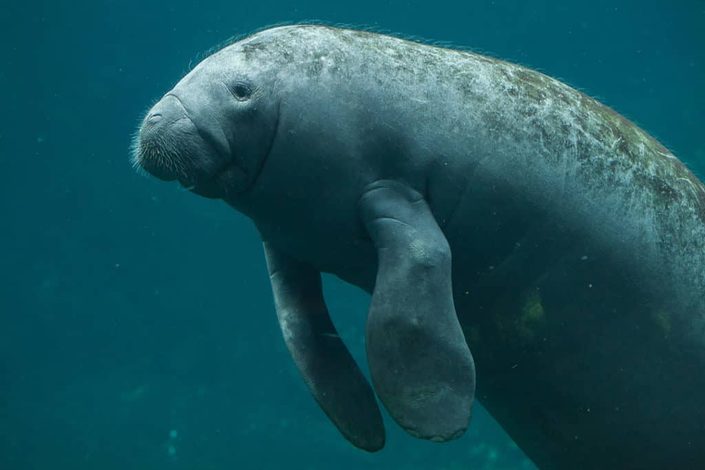 Antillean manatee (Trichechus manatus manatus)