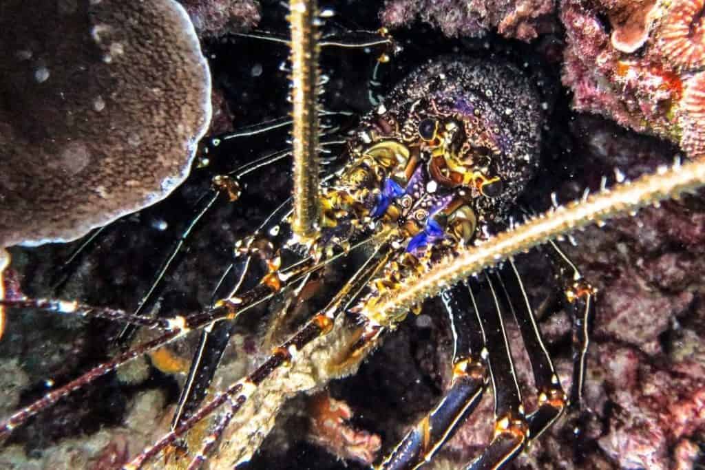 crayfish during a night dive