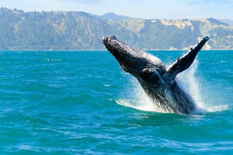 humpback whale jumping out of the water in kaikoura new zealand