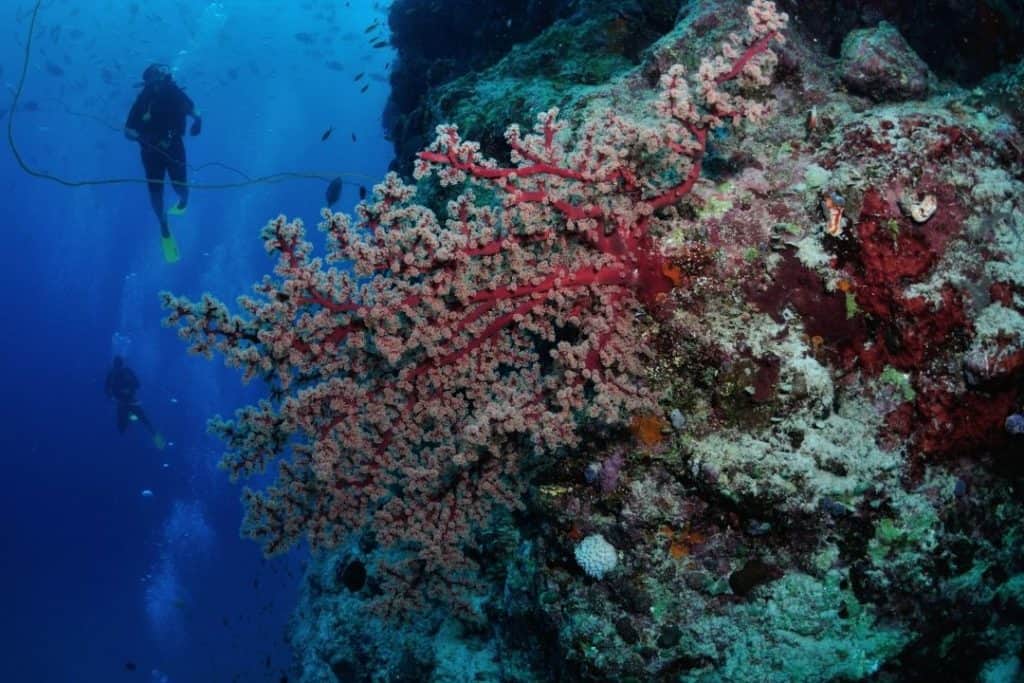 scuba divers in agincourt reefs