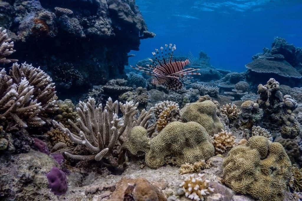 apo reef lion fish