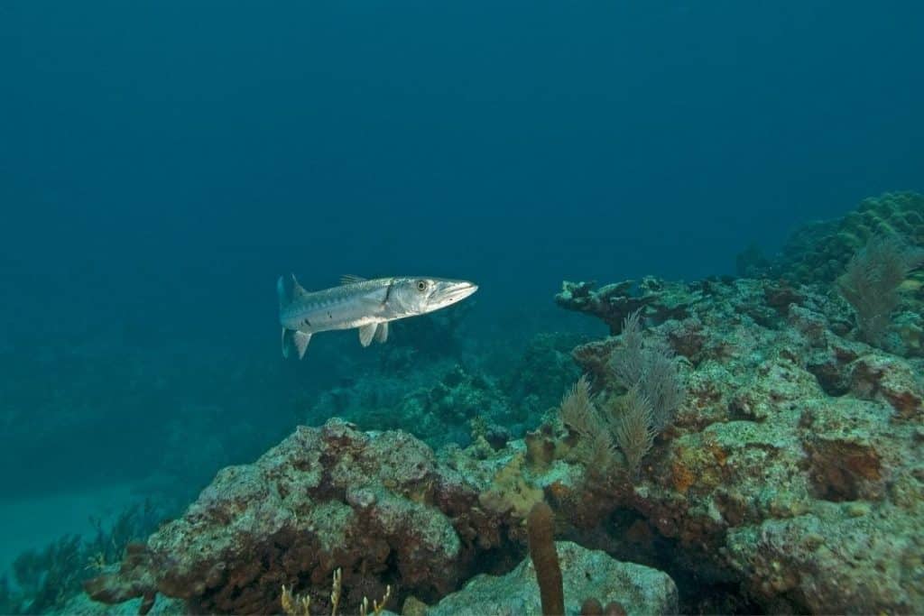 barracuda on a reef in florida
