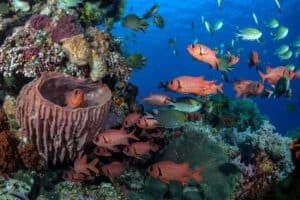 biodiversity on a reef in komodo