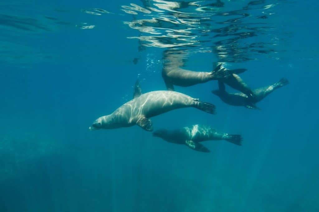 california sea lions off santa barbara