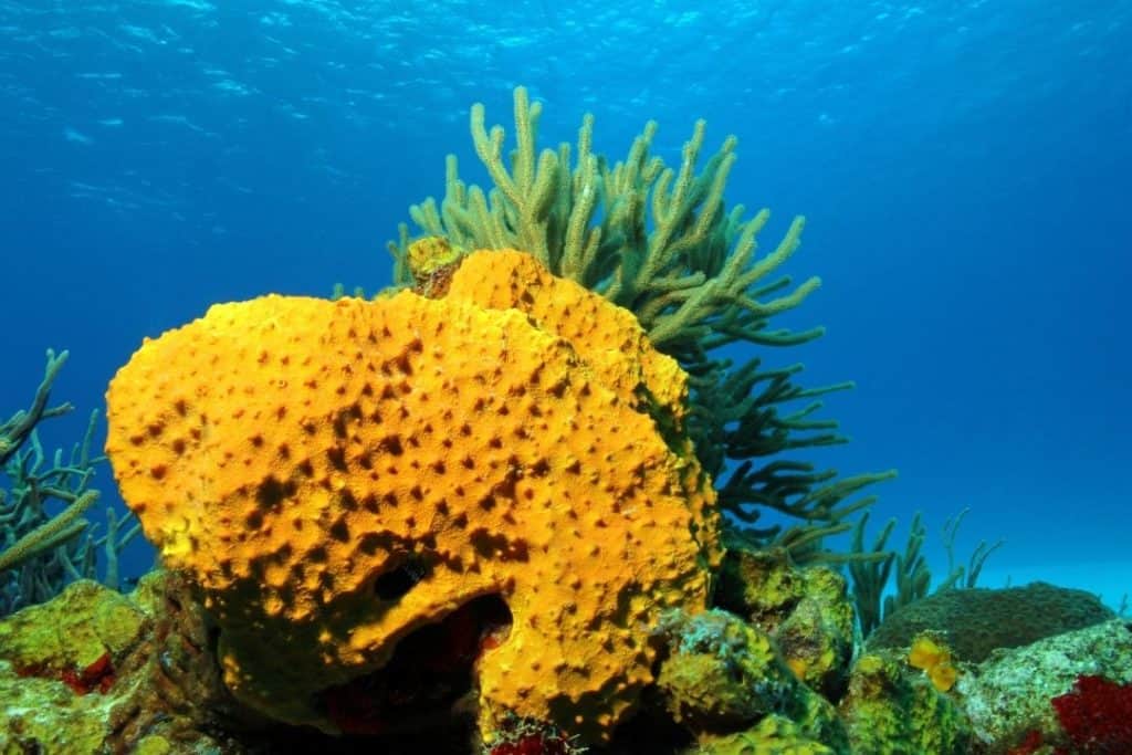 coral in cozumel