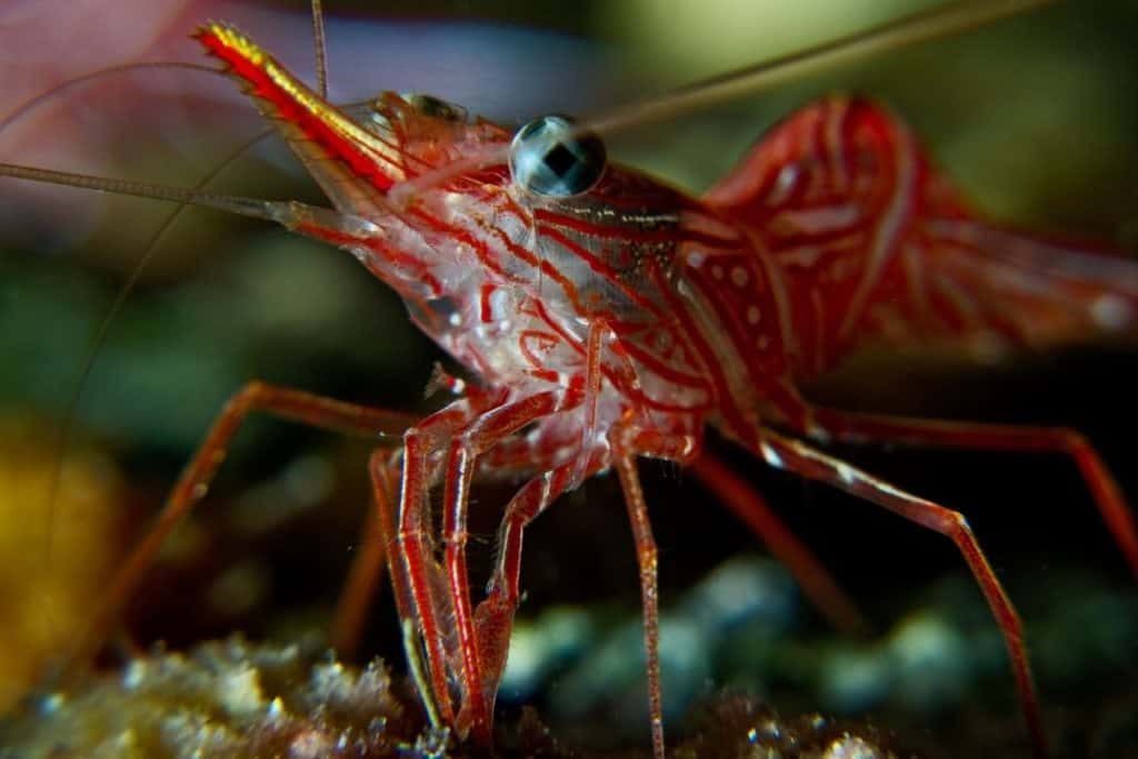 macro photograph of a dancer shrimp