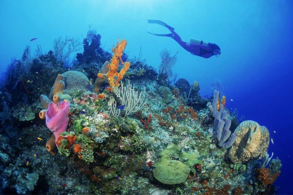 diver passing behind corals