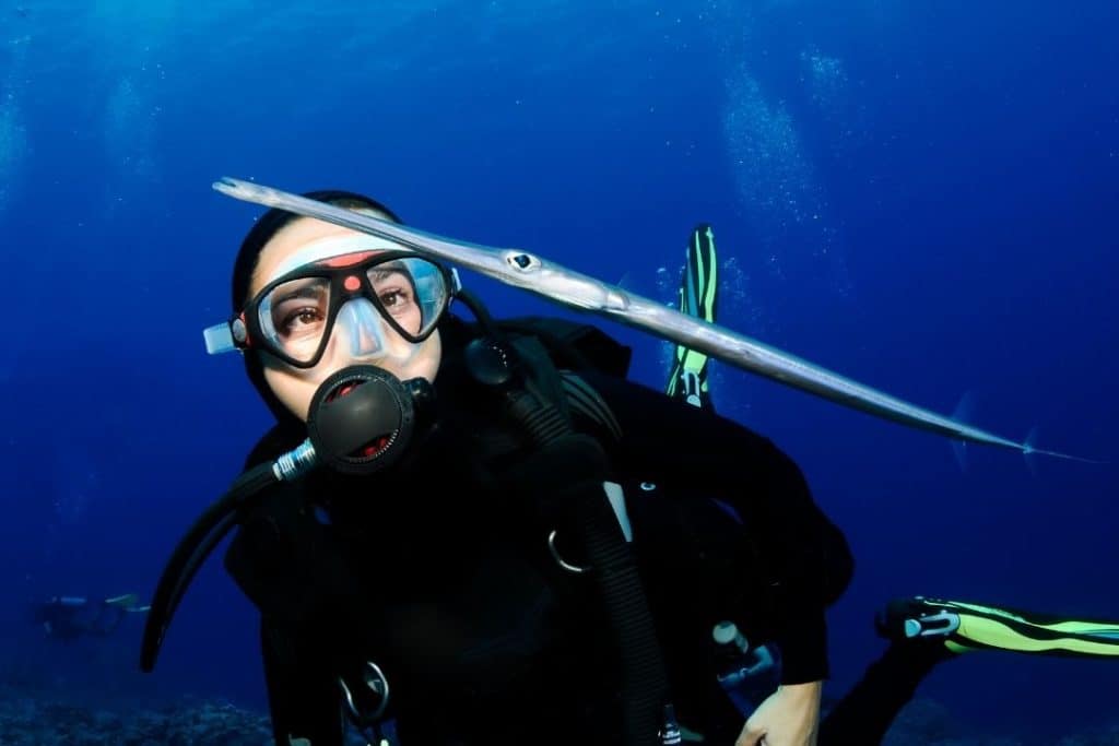 scuba diver looking at a cornet fish