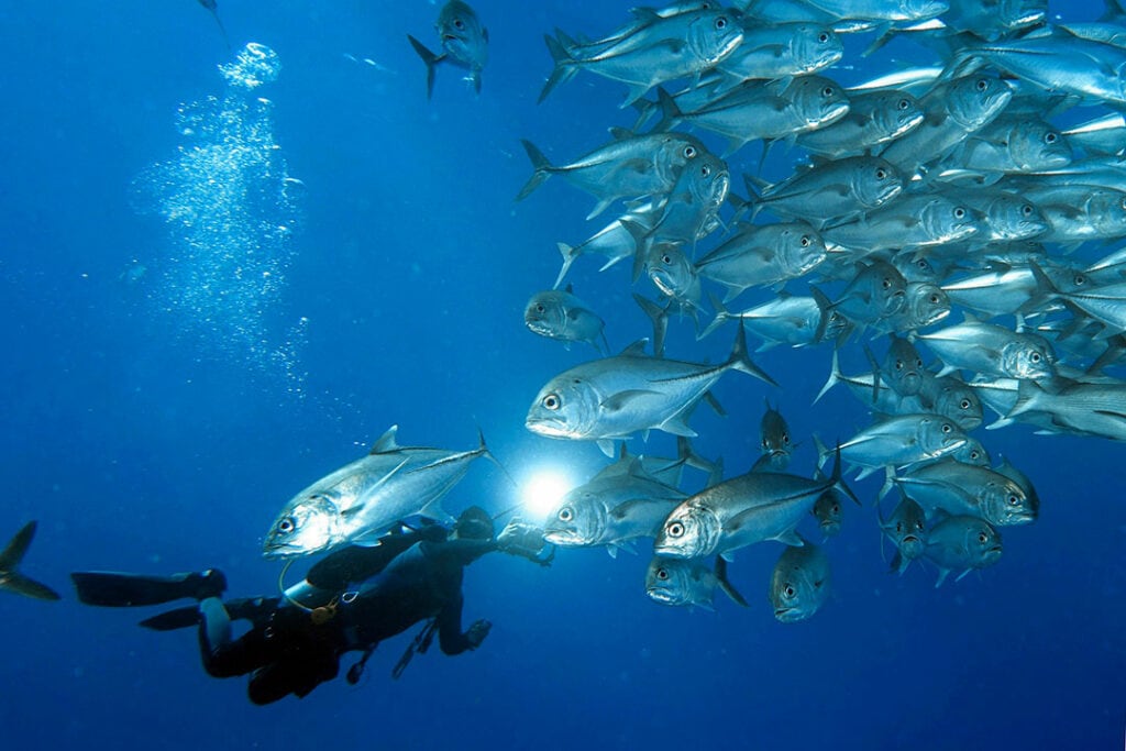 scuba diver in raja ampat with fish
