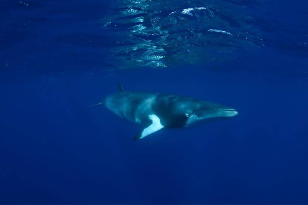dwarf minke whale on the great barrier reef