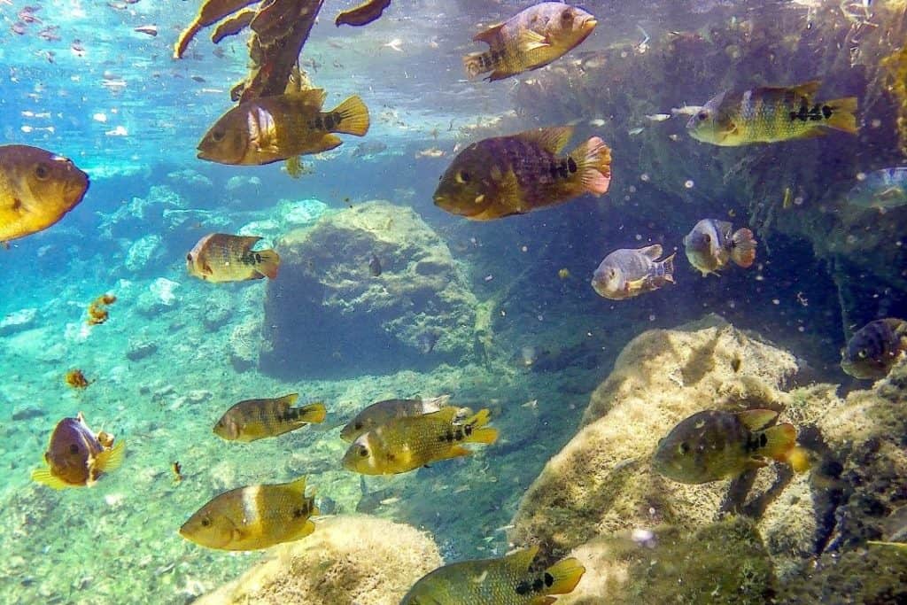 fish swimming in a cenote