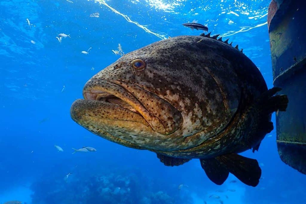 goliath grouper under a boat in looe key national park