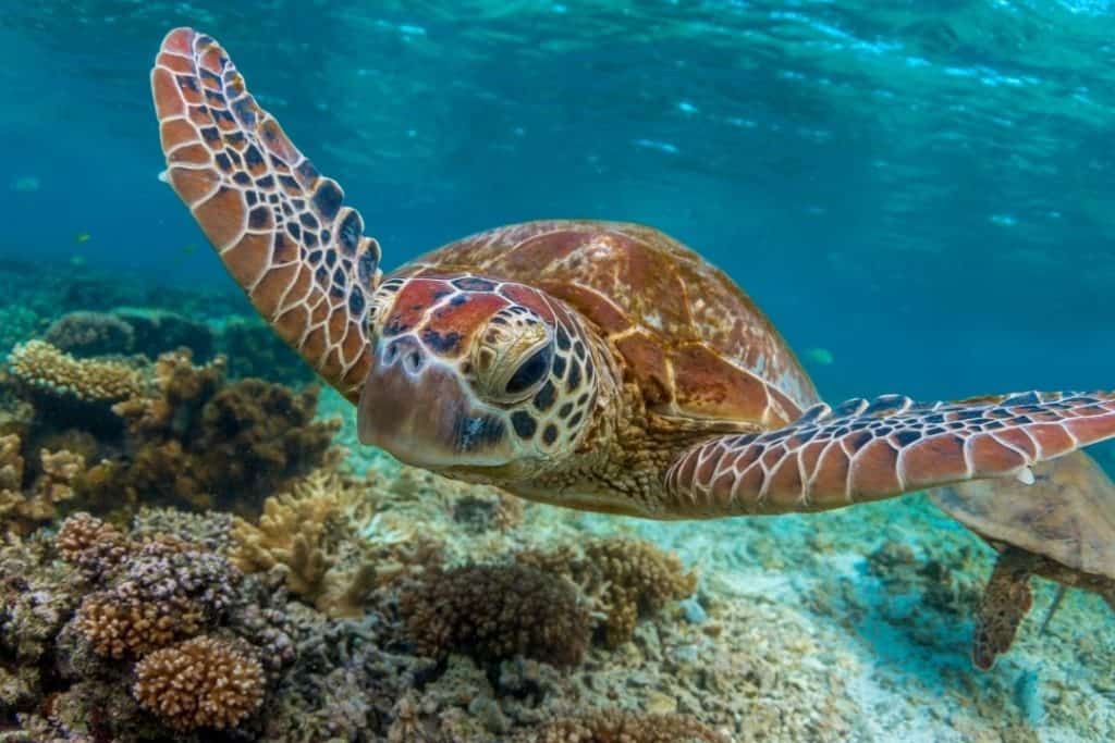 green turtle on the great barrier reef
