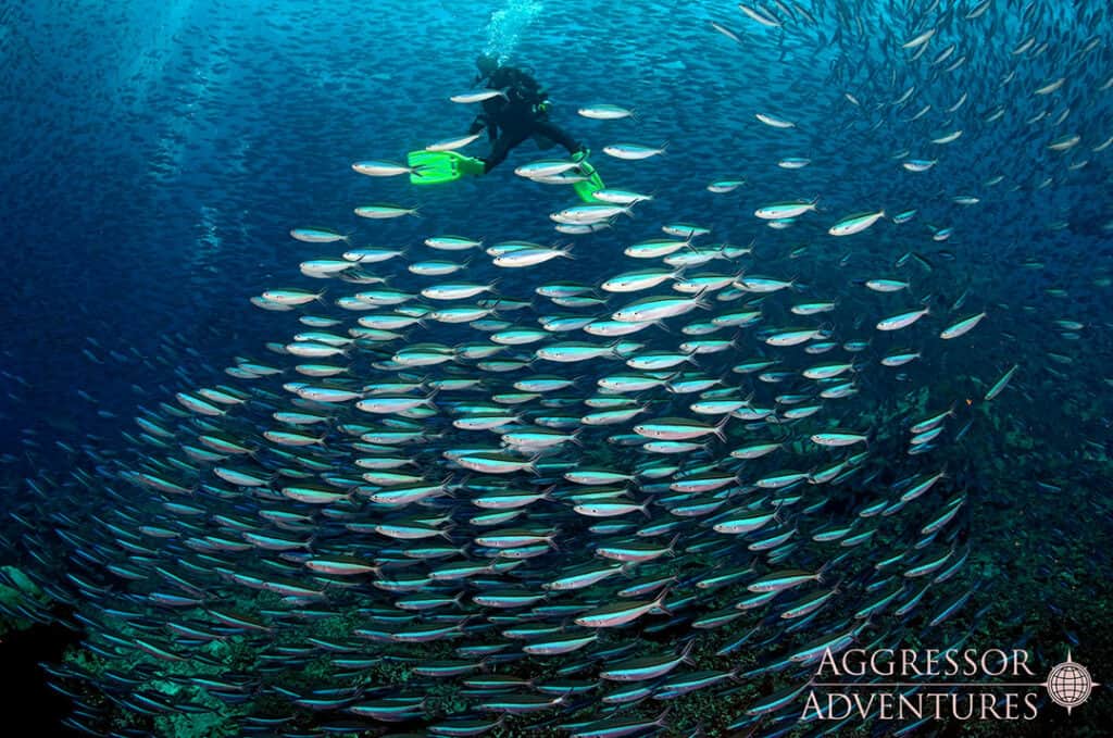 scuba diver with a school of fish in komodo