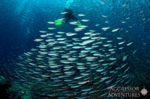 scuba diver with a school of fish in komodo