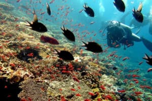 divers on komodo's reef