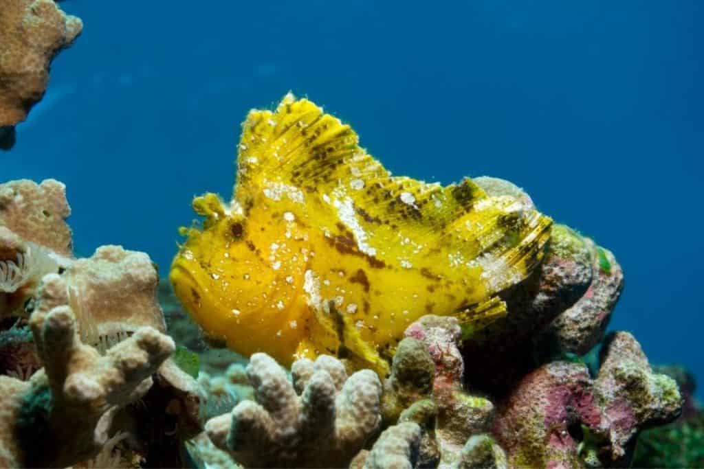 leaf scorpionfish in balicasag island reef