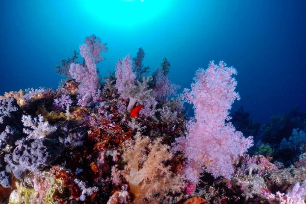 mactan coral