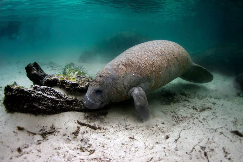 manatee grazing for food