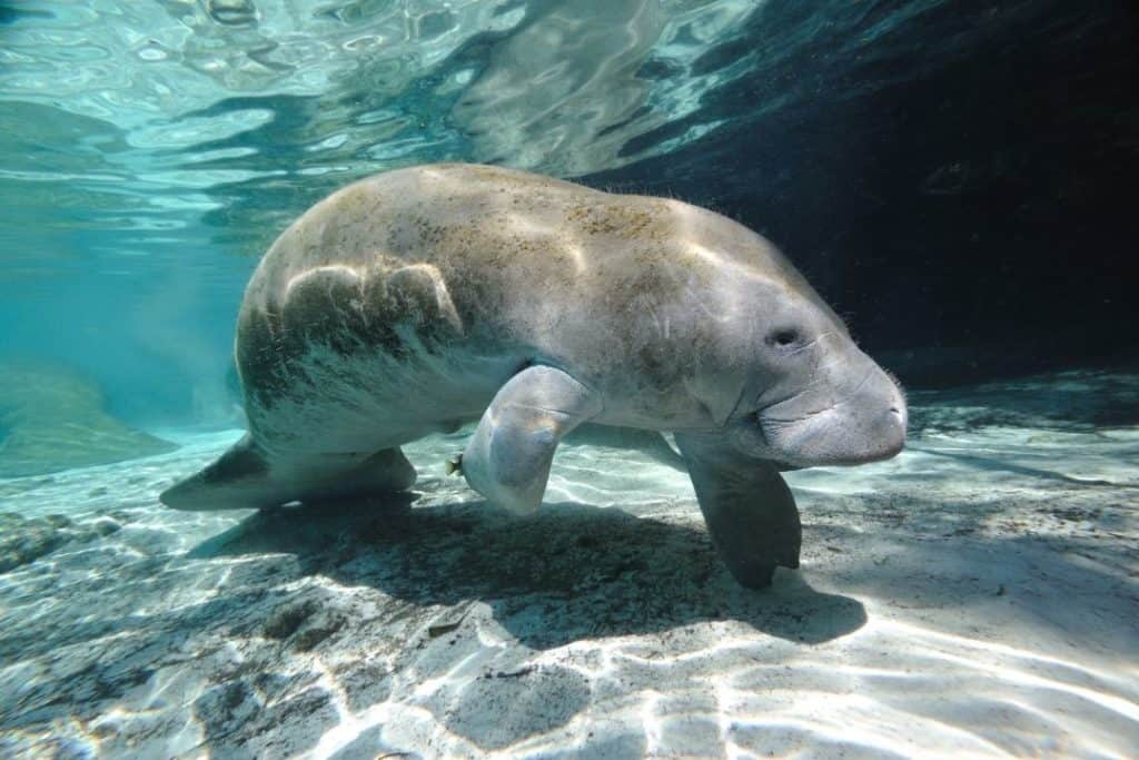 manatee on a riverbed