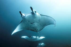 manta ray in komodo national park