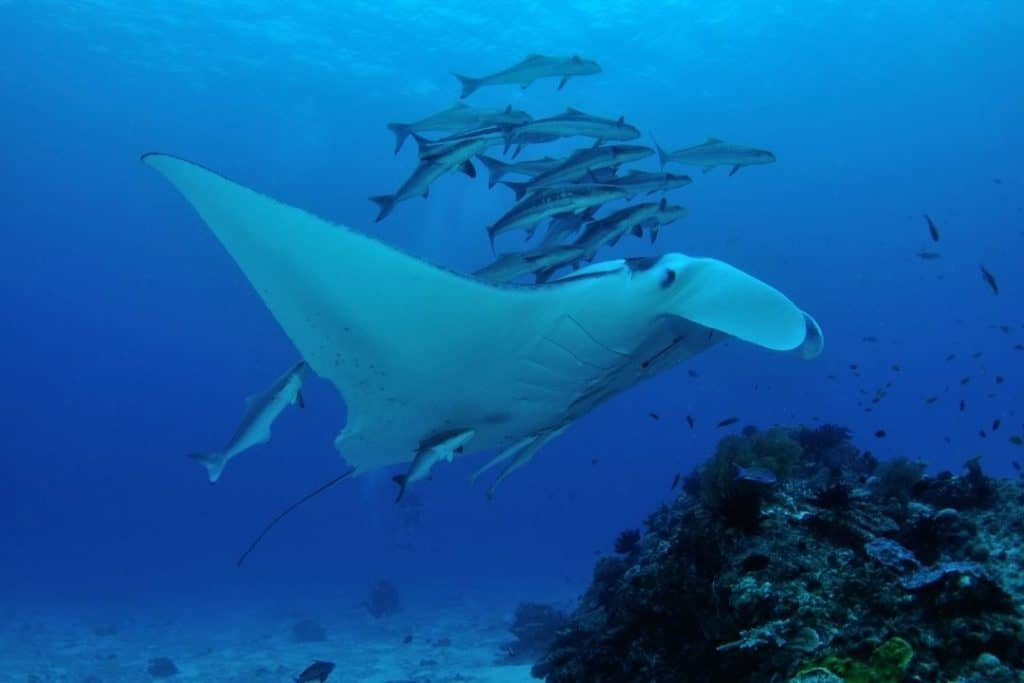 manta ray with a school of cobia fish