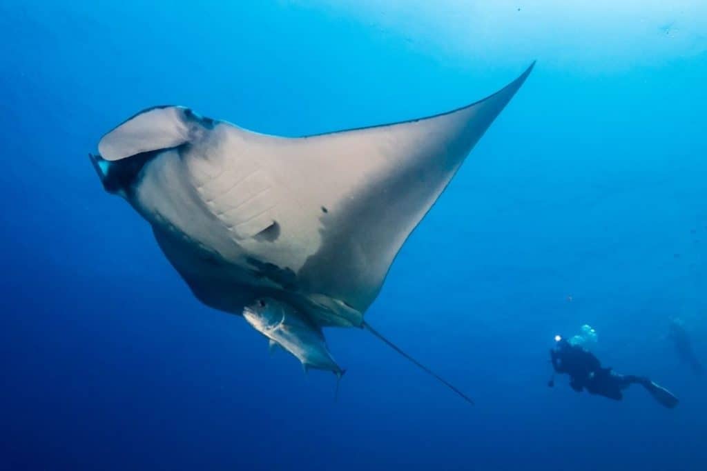 manta ray followed by a scuba diver