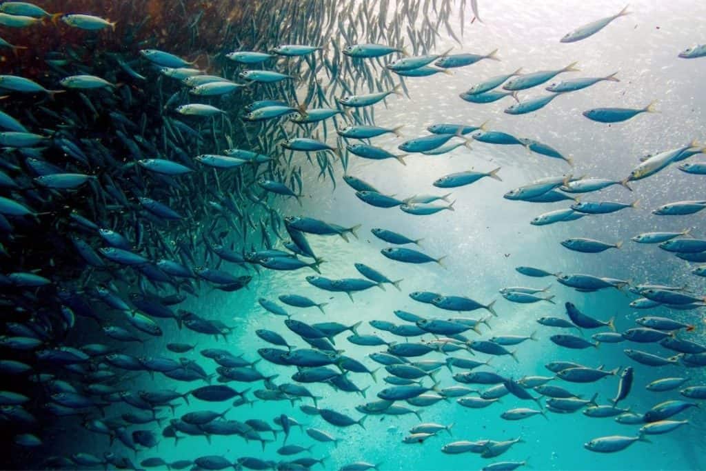 sardines in moalboal cebu, philippines