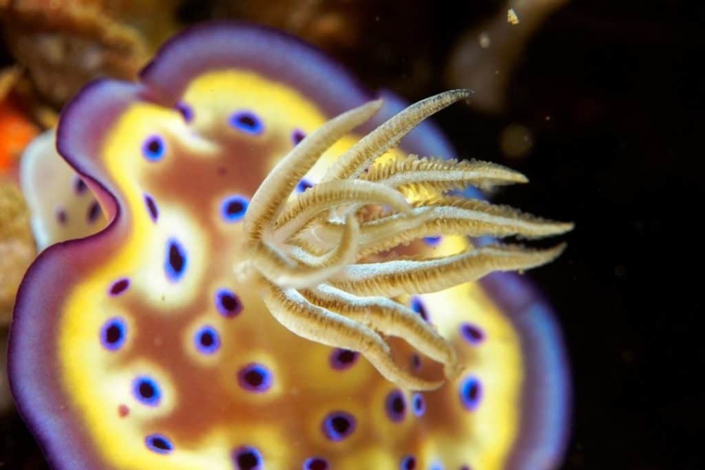 macro photograph of a nudibranch