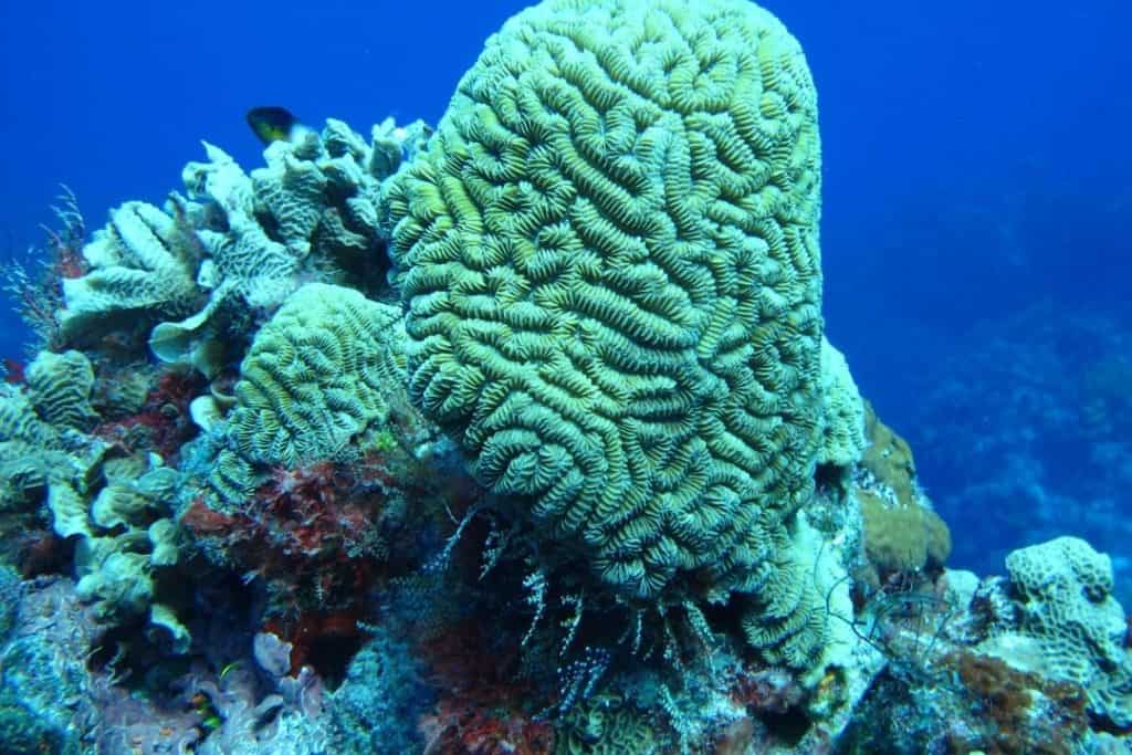 palancar reef brain coral