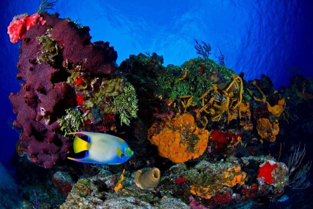 queen angelfish on a reef