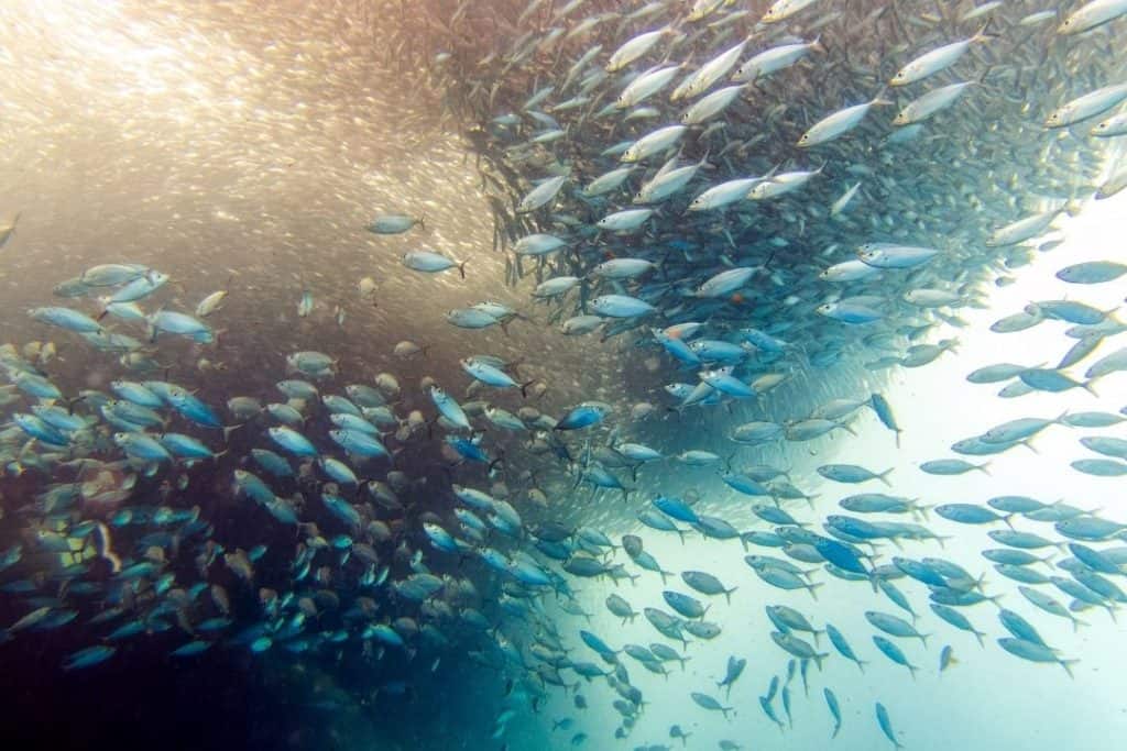 sardine shoal in moalboal
