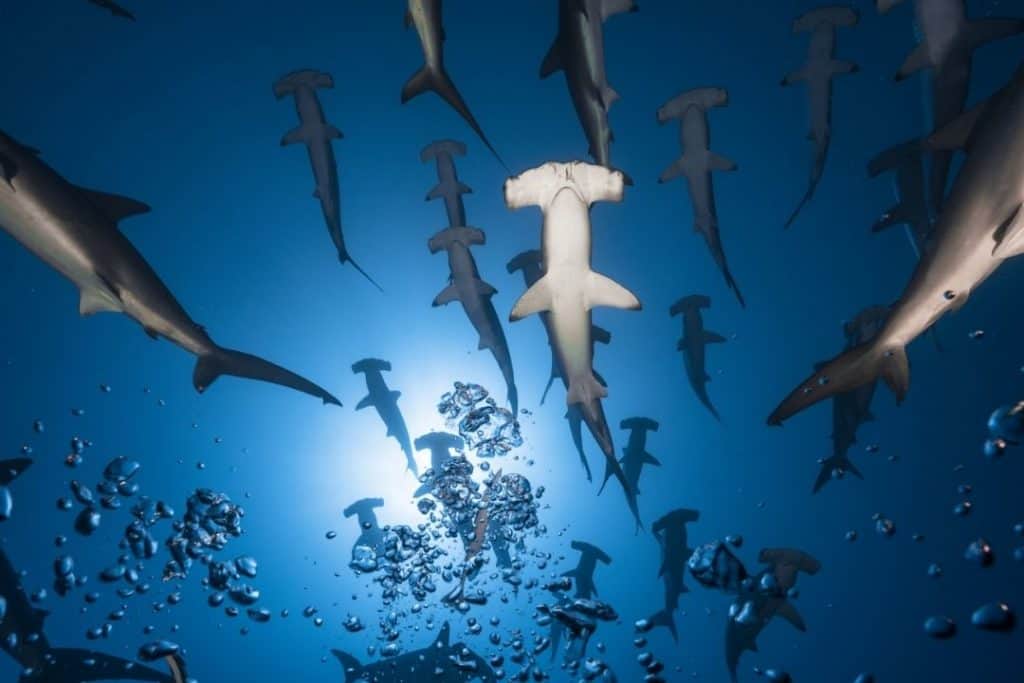 school of hammerhead sharks in gordo banks
