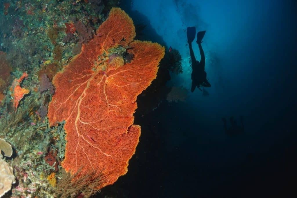 scuba diver in Tubbataha reef