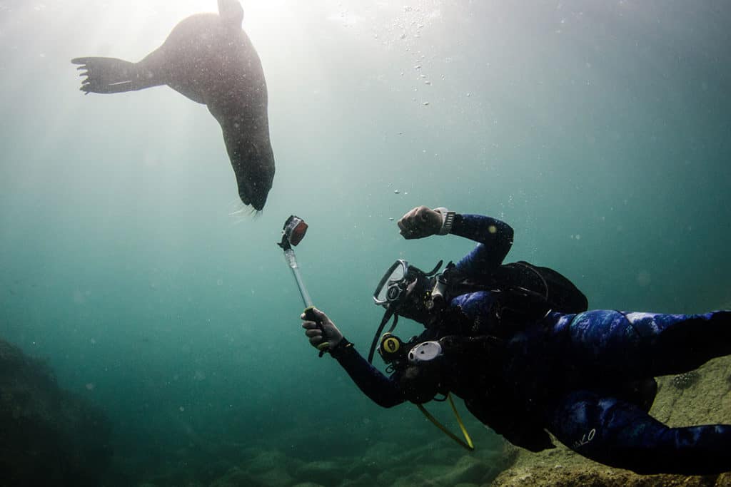 scuba diver and sea lion in cold waters