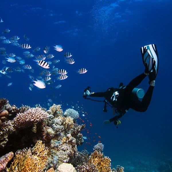 scuba diver exploring a reef