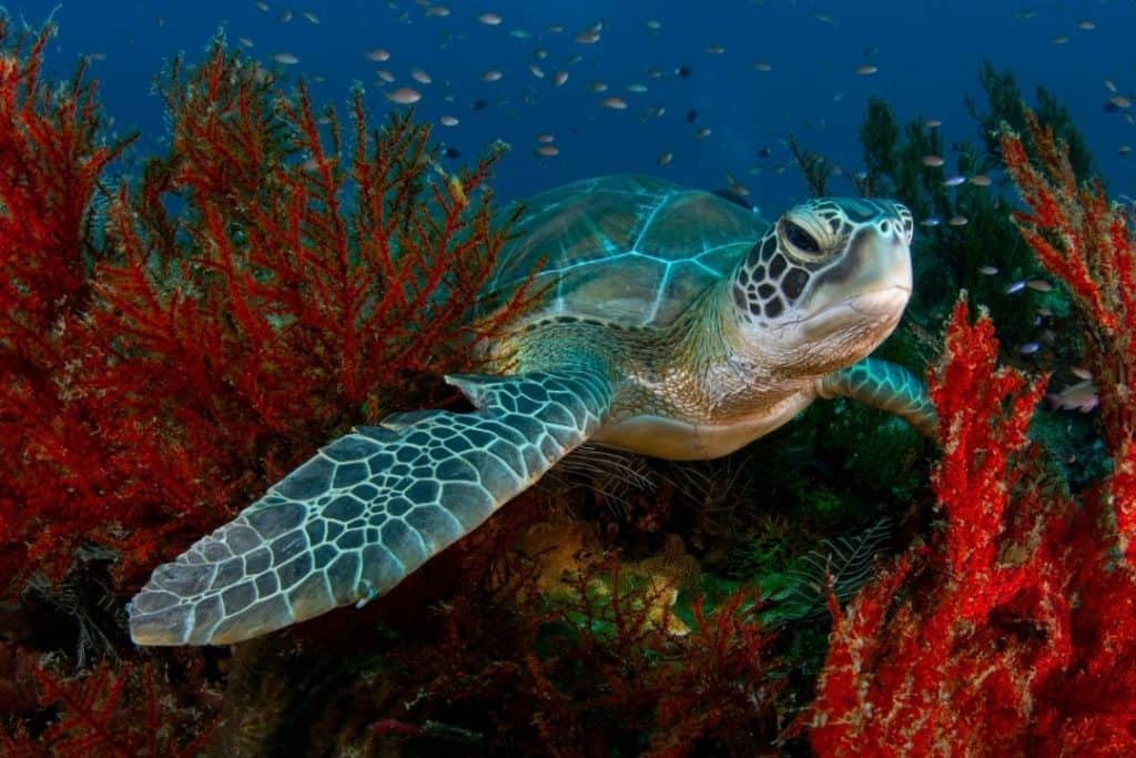 sea turtle in sipadan