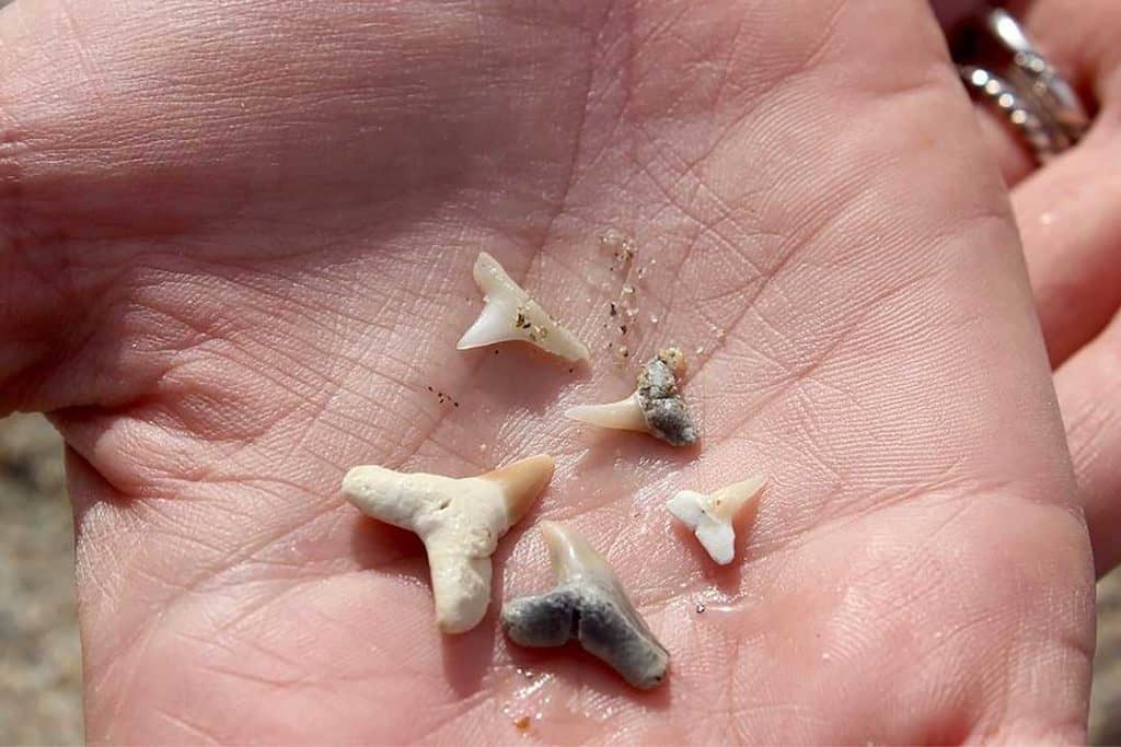 shark tooth in hand