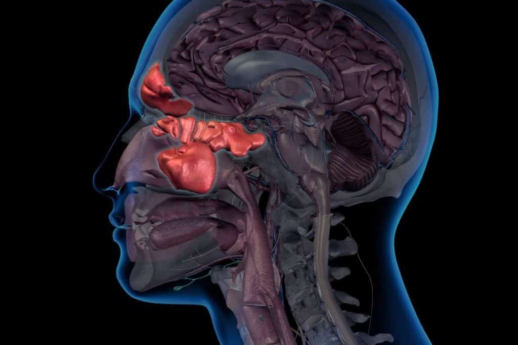 sinuses anatomy