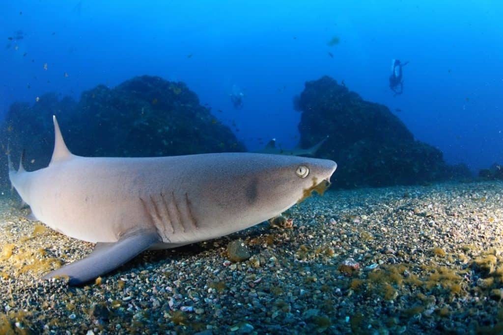 reef shark in socorro island