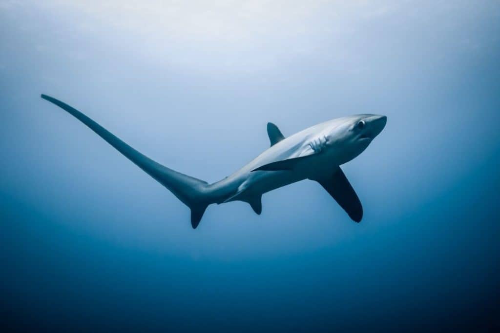 tresher shark