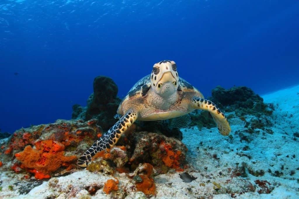 turtle in cozumel island, mexico on a reef
