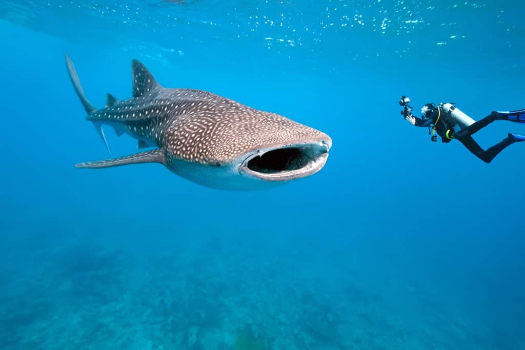 whale shark next to a scuba diver