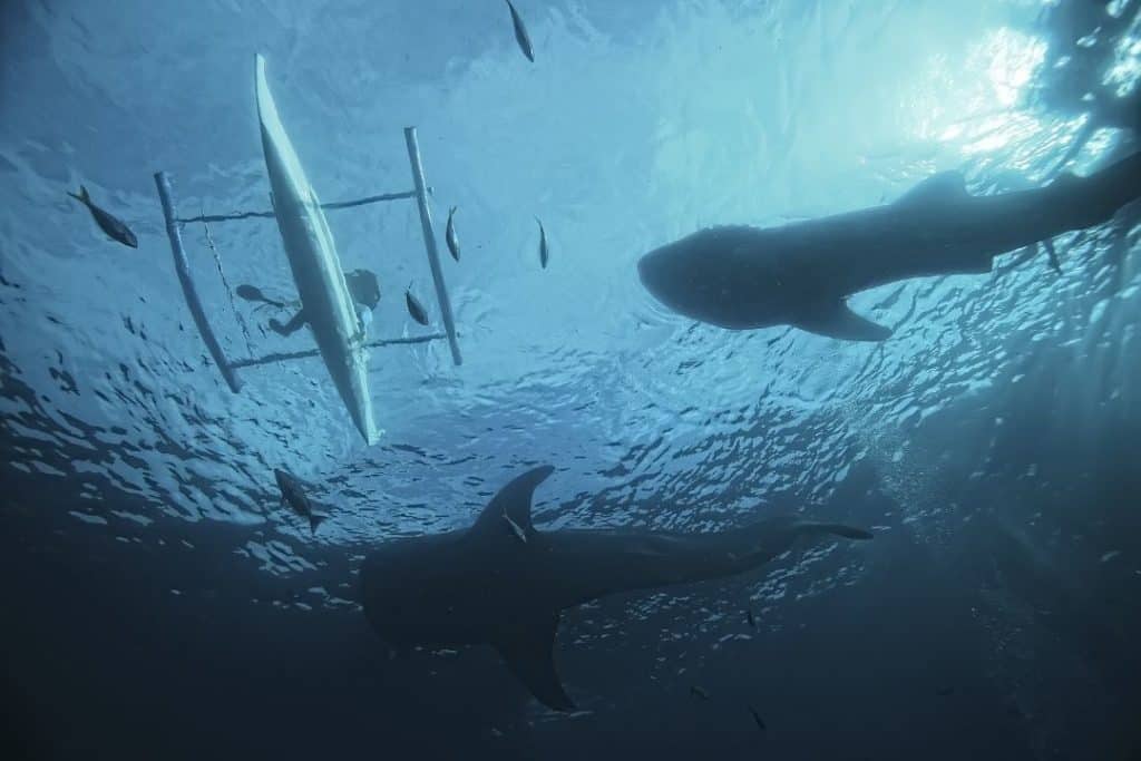 fishermen feeding whale sharks