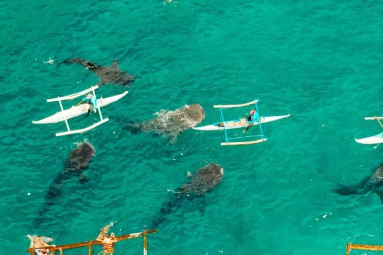 whale sharks in oslob phillipines