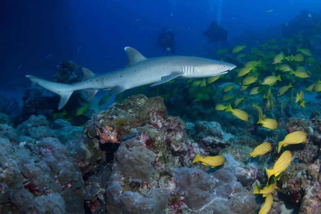 whitetip reef shark in australia